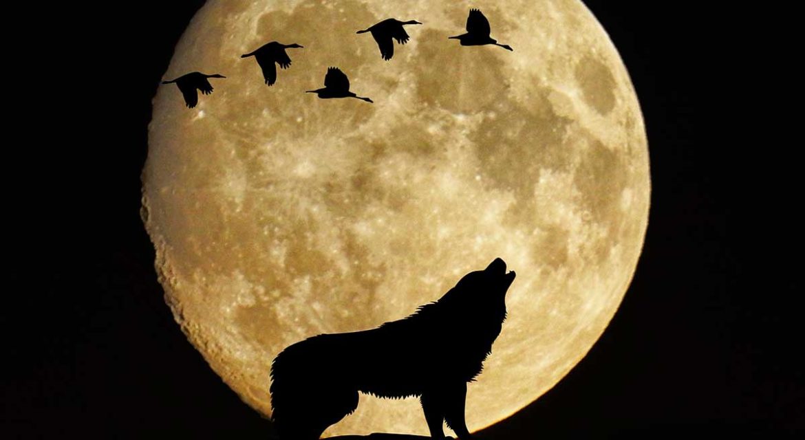 Un lobo aullando delante de una luna gigante