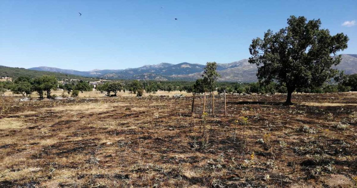 zona de pasto de la Dehesa Vieja de Moralzarzal quemada por un incendio