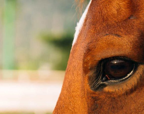 Detalle del ojo de un caballo