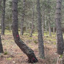 Entresaca y clareado de pinos en la Ladera Matarrubia de Moralzarzal