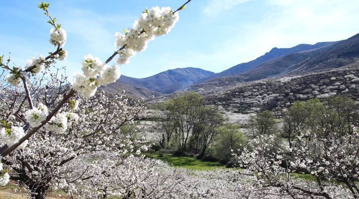 Valle del Jerte y a Yuste. viajes para mayores en Moralzarzal, foto