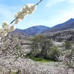 Valle del Jerte y a Yuste. viajes para mayores en Moralzarzal, foto