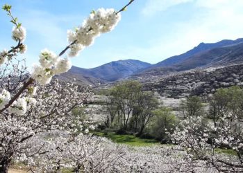 Valle del Jerte y a Yuste. viajes para mayores en Moralzarzal, foto