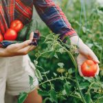 Bases reguladoras para solicitar un huerto urbano municipal en Moralzarzal. Hasta el 29 de mayo.