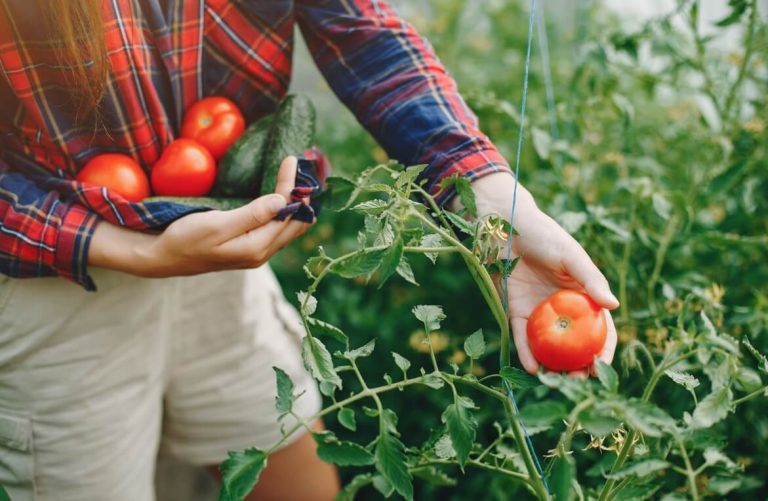 Bases reguladoras para solicitar un huerto urbano municipal en Moralzarzal. Hasta el 29 de mayo.