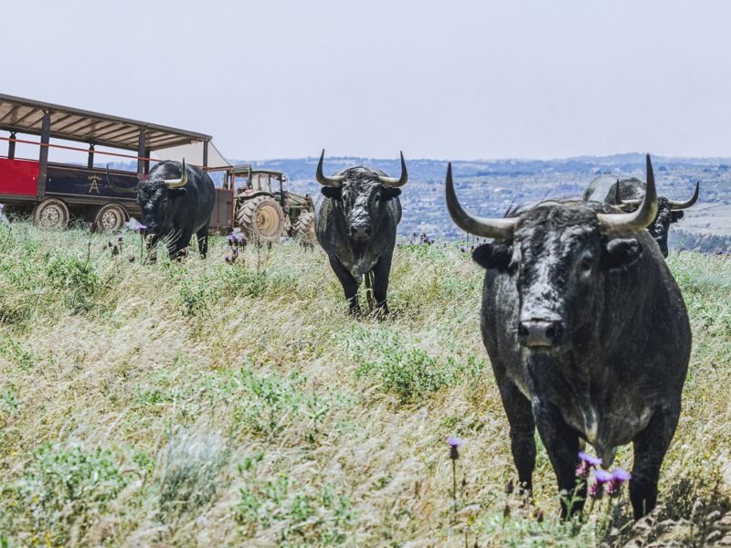 Vida y tradiciones en Extremadura. Finca Victorino Martín. viajes mayores moralzarzal (1)