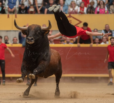 Toro de Frascuelo Moralzarzal. Fiestas patronales