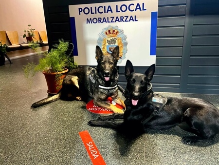 Unidad Canina de las Fiestas Patronales de Moralzarzal (1)