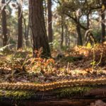 Tratamientos procesionaria en moralzarzal