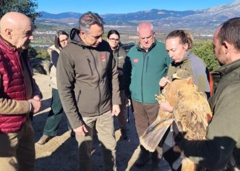 Dos ejemplares de Águila Imperial vuelan de nuevo en Moralzarzal
