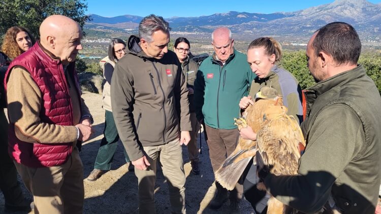 Dos ejemplares de Águila Imperial vuelan de nuevo en Moralzarzal