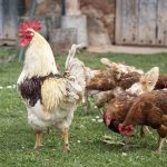 Medidas preventivas ante la Gripe Aviar en Moralzarzal (1)