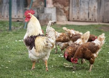 Medidas preventivas ante la Gripe Aviar en Moralzarzal (1)