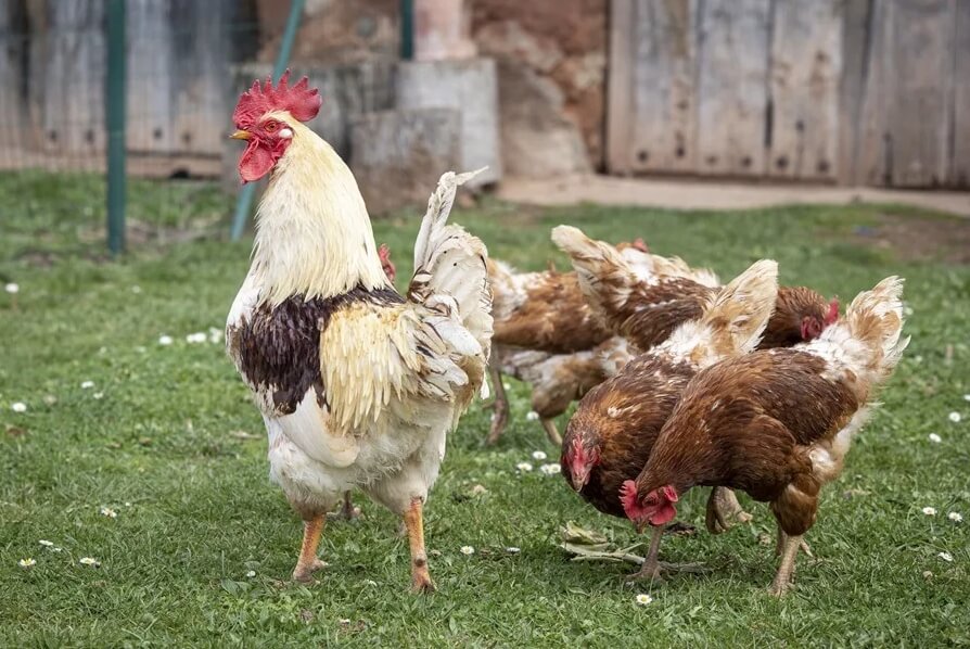 Medidas preventivas ante la Gripe Aviar en Moralzarzal (1)