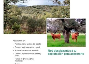El IMIDRA ofrece asesoramiento forestal y formación gratuita para optimizar las explotaciones locales. Moralzarzal