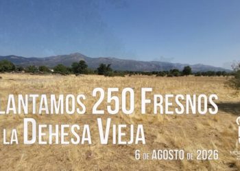 VÍDEO. Moralzarzal reforestará la Dehesa Vieja con 250 fresnos de alto valor ecológico